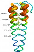 Coiled-coil és magányos α-hélix szerkezeti motívumok